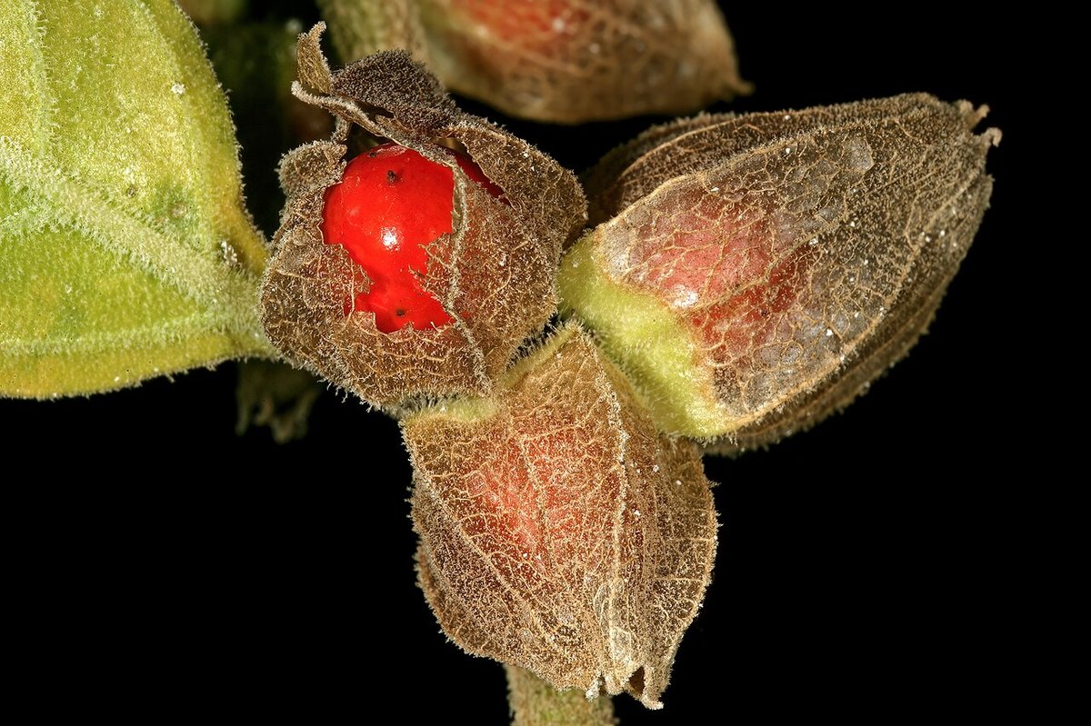 Baies d'ashwagandha