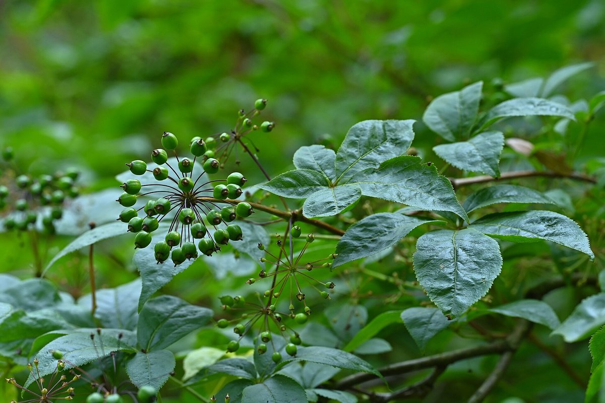Feuilles palmées et tiges épineuses d'Eleutherococcus senticosus