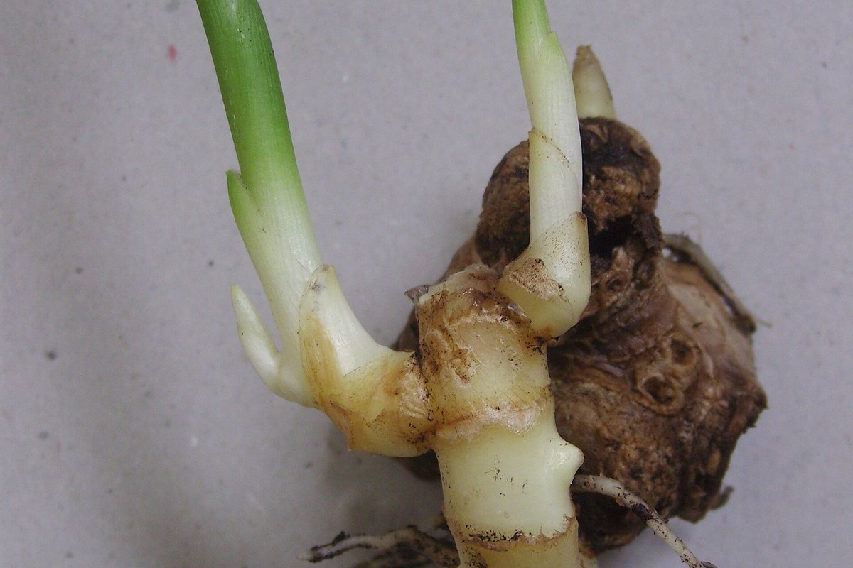 Rhizome de gingembre frais entier posé sur une surface claire
