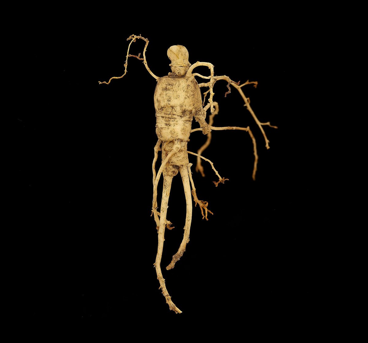 Racine de ginseng séchée à la forme évoquant une silhouette humaine