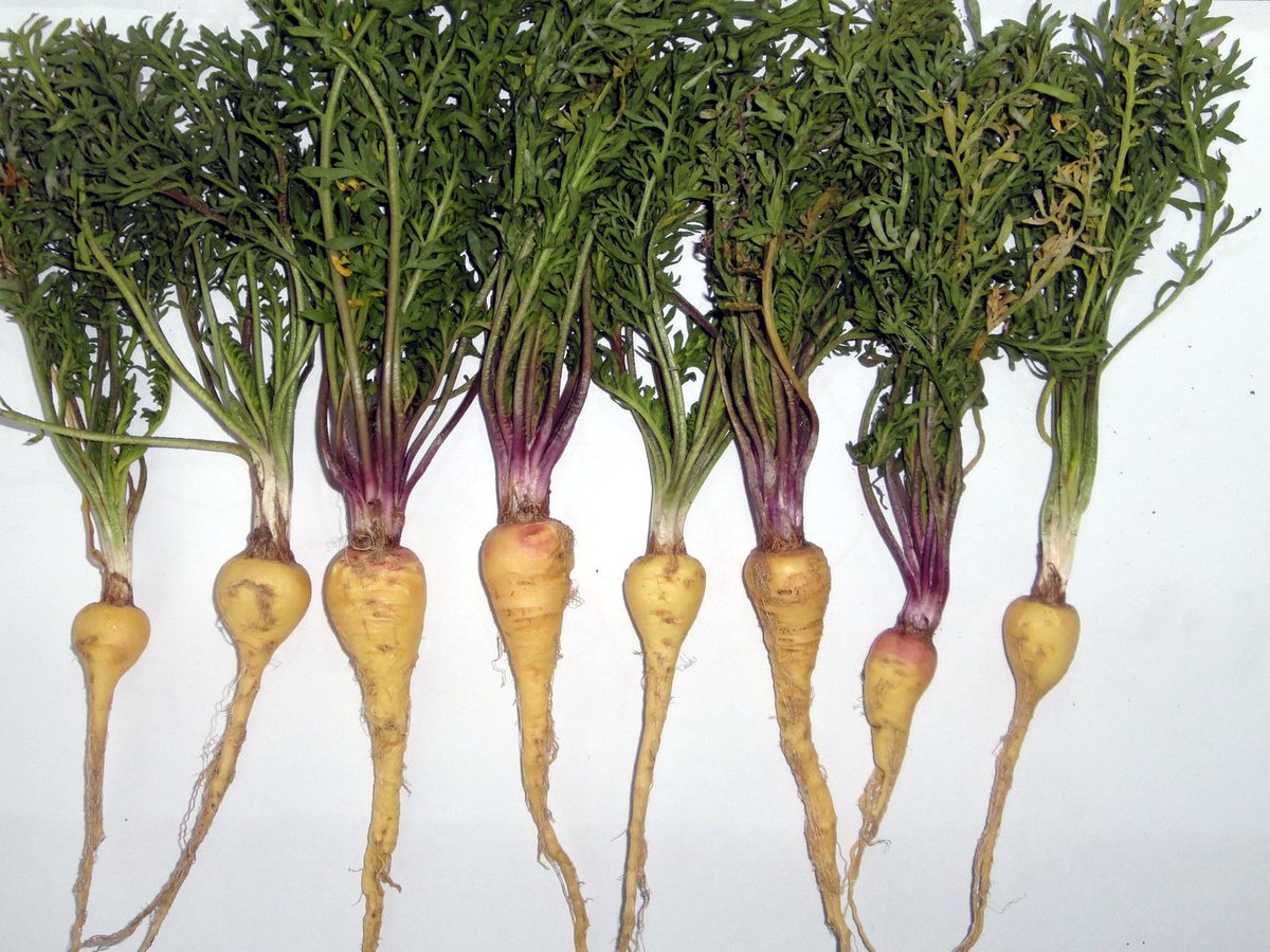 Plants de maca en culture, feuillage bas et dense