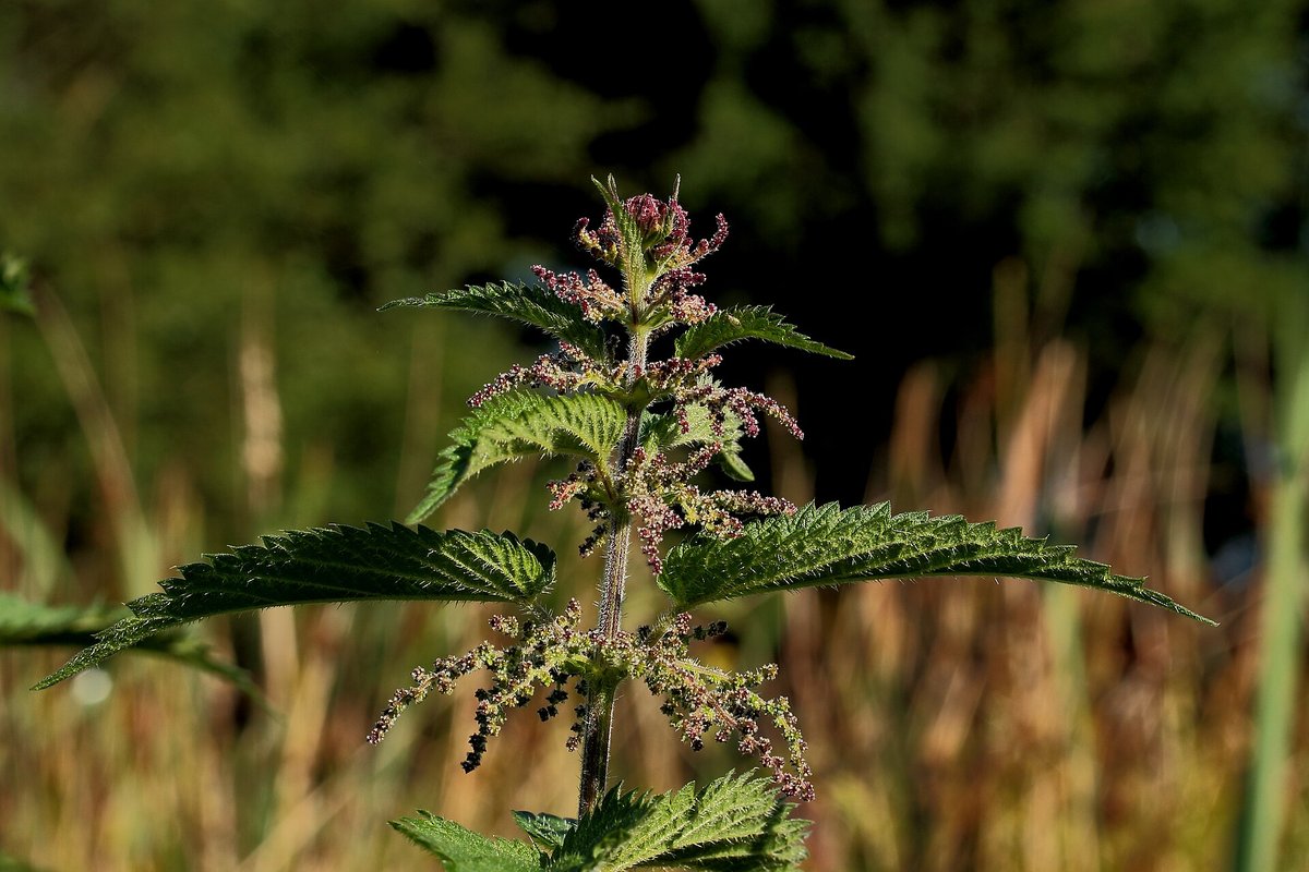 Pied d'ortie dioïque en fleur dans une friche, feuilles dentelées