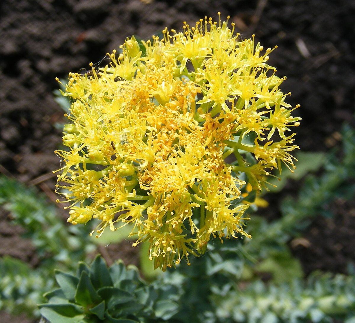 Fleurs de rhodiola